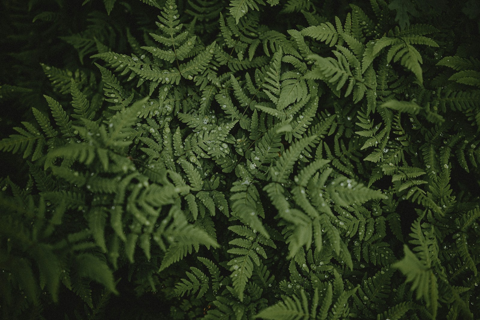 A close up of a plant with lots of leaves